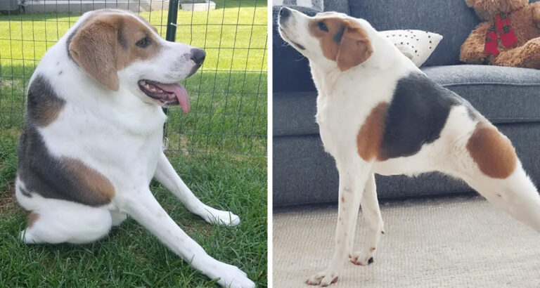 Dog with a disability: This disease makes Cooper’s body so unusually shaped