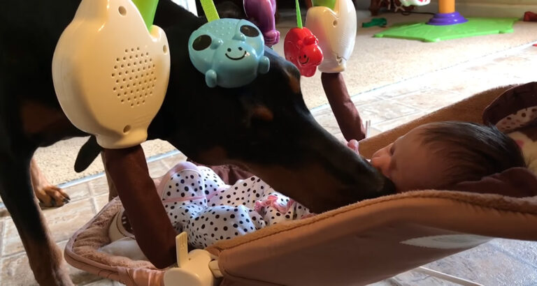 Simply heartwarming – Doberman protects newborn baby of its owners as if it were its own child