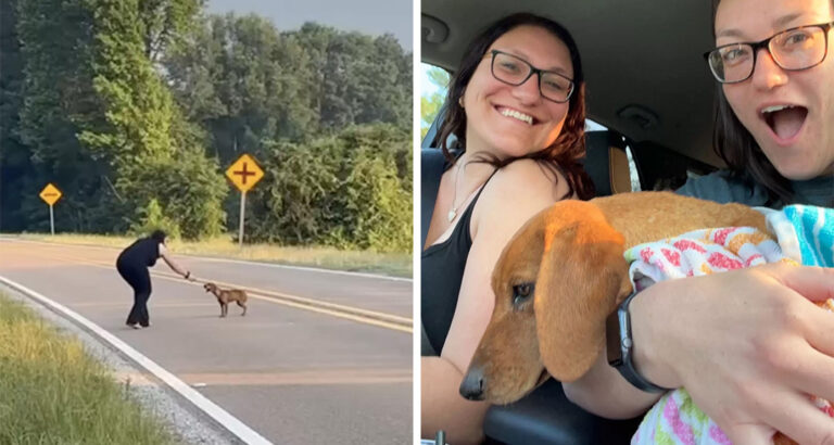 Sisters rescue a puppy from the middle of the street – What happens next surprises them all