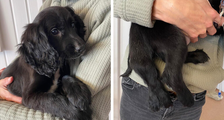 Cruel: Six-legged dog in need of medical care is abandoned by her owner