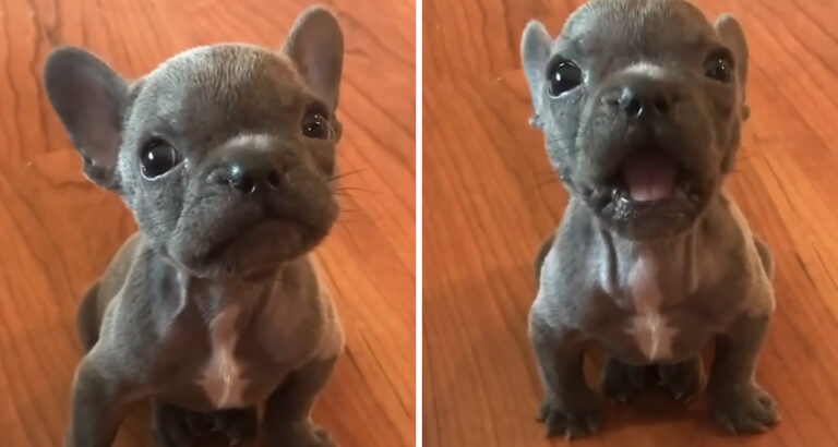 The Shelter’s Darling: So Sweetly Puppy Boo Barks His Way into the Hearts of the Staff