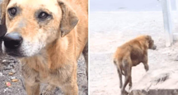 Starving Dog Refuses to Be Rescued – the Reason Will Bring Tears to Your Eyes