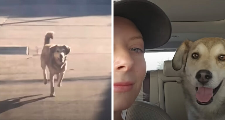 Street dog runs after car for miles – What he wants to say to the driver moves her to tears