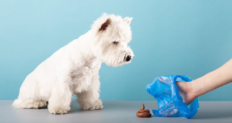 The Best Ways to Dispose of Dog Poop