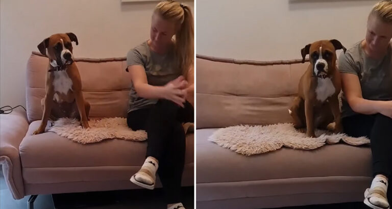 The Coziest Four-Legged Friend – Incredibly Cute How This Dog Seeks His Owner’s Company