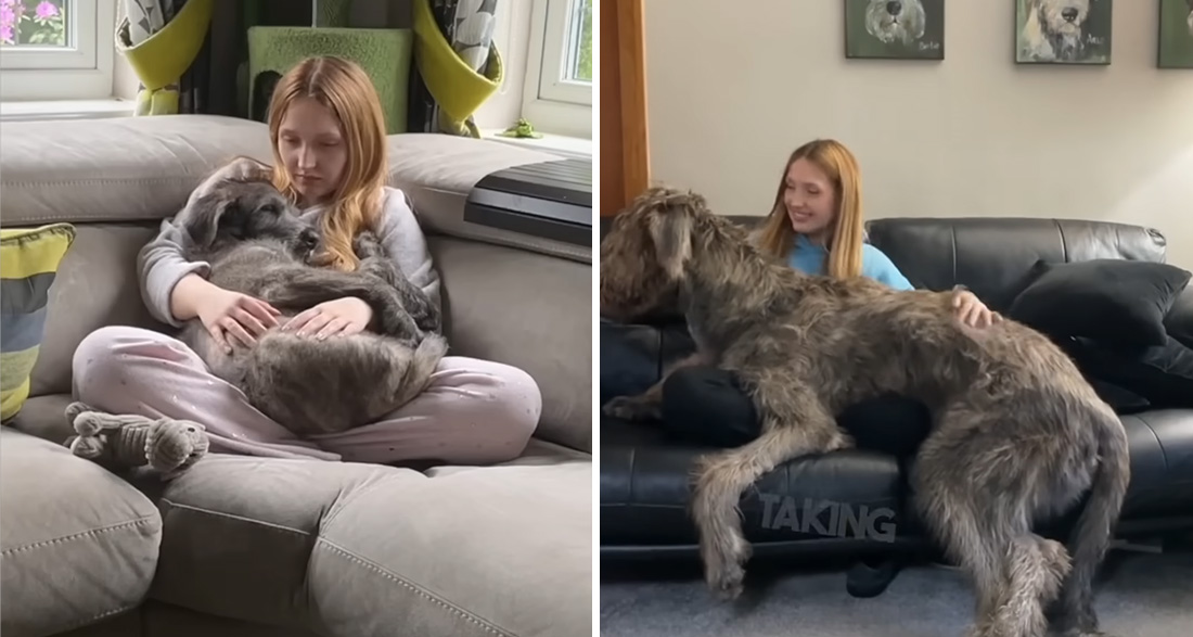 Adorably Giant: The sheer size of this puppy leaves everyone in bewildered amazement