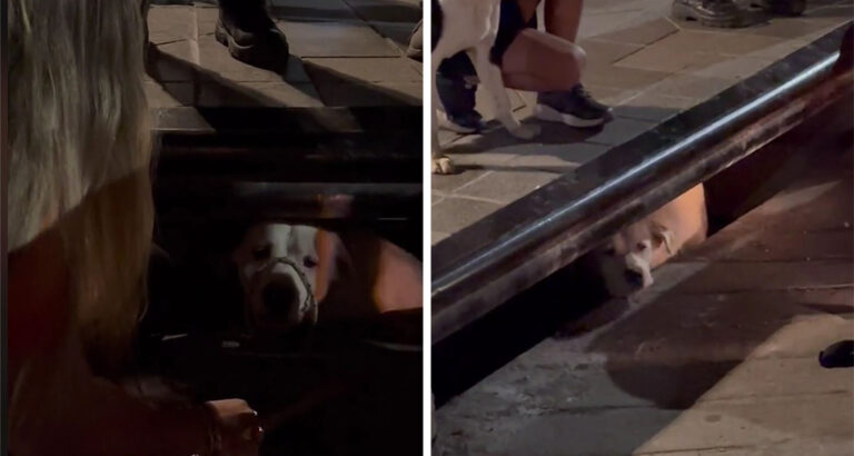 Almost Hopeless Situation: This Dog Desperately Barks to Save His Friend’s Life