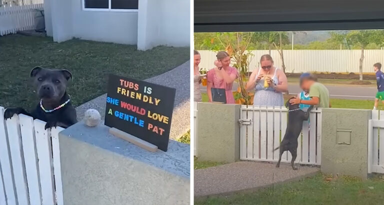 This dog doesn’t give gloom a chance – she sweetly makes the whole neighborhood happy