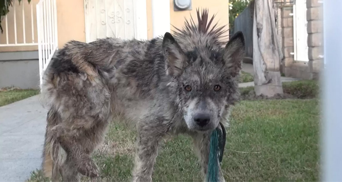 Small Stray Looks Like a Wolf: The Truth About Her Comes to Light Only at the Vet