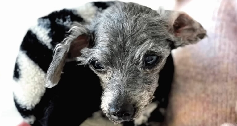 Tiny senior dog abandoned outside the shelter: How charmingly she captures the hearts of her new owners