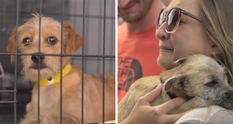 Lifesavers in Action – How a Couple Rescues Desperate Dogs from Kill Shelters