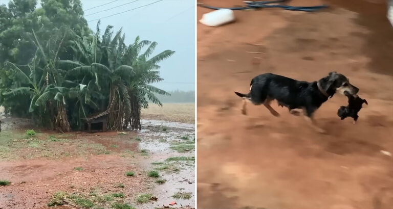 Tropical Storm Threatens Doghouse – What the Mother Dog Does to Save Her Puppies Is Remarkable