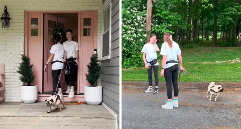 Twins Take Neighbors’ Dogs for a Walk – But Things Go Wrong