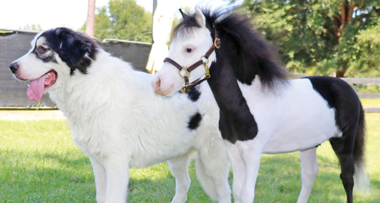 Unlikely Besties: Dog and Miniature Horse Become “Instant Best Friends”