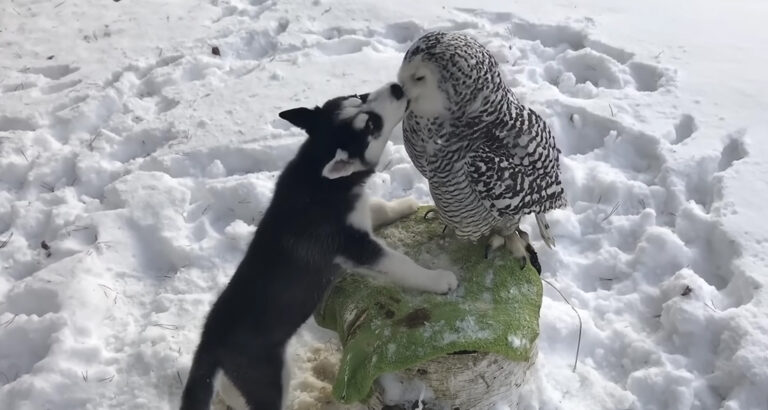 Unlikely Pair – The Friendship Between This Husky and Owl Will Melt Your Heart