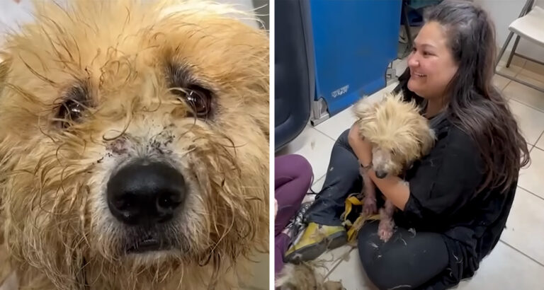Animal Rescuers Free Dog from Matted Fur – His Reaction Takes Them by Surprise