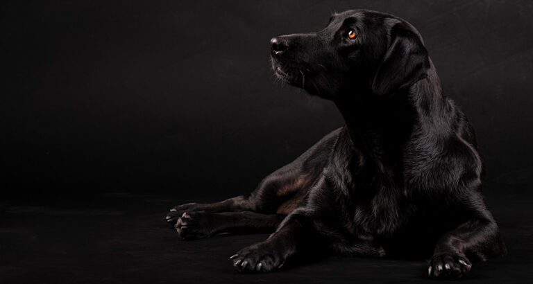 What Is Black Dog Syndrome And Why We Love Black Dogs