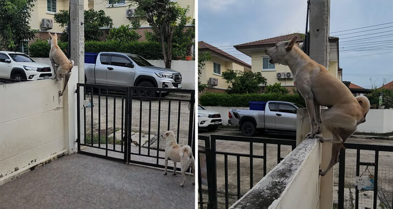 Sporty Watchdog: What This Four-Legged Friend Does to Defend His Home Is Impressive