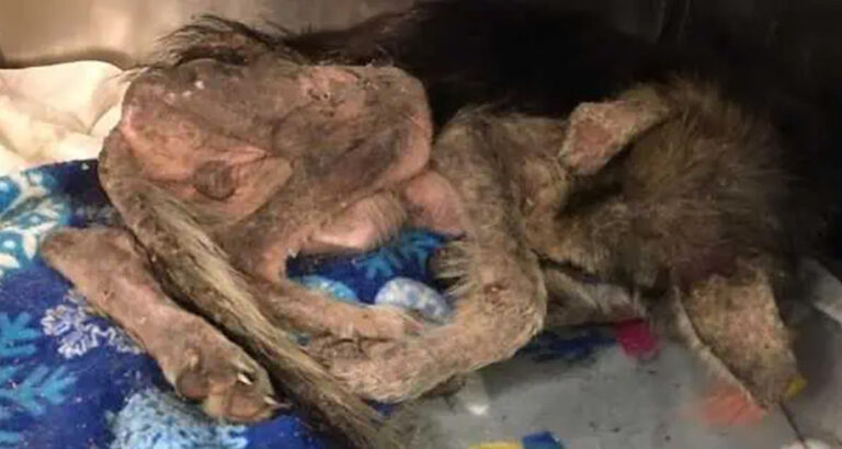 Woman Goes for Inspection in a Building – What She Sees in the Backyard Is Simply Horrifying