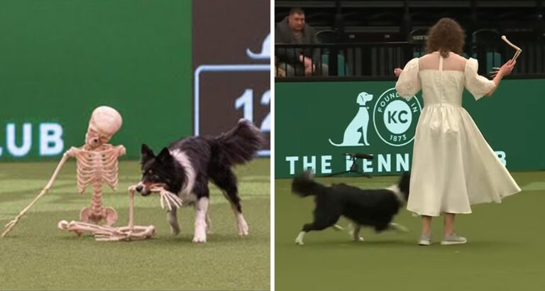 Halloween show at dog competition: 11-year-old border collie becomes a star with this performance