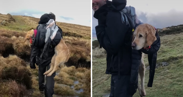 Hiker discovers dog in the mountains: Not wanting to leave him behind, he has a brilliant idea