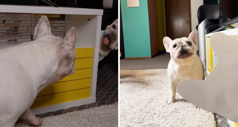 French bulldog thinks she sees an intruder: Her reaction is hilarious