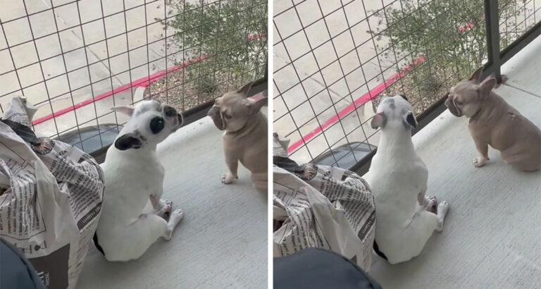 What these 2 French Bulldogs are up to on the balcony will have you in fits of laughter