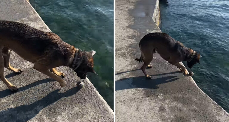 Funny water game: What this dog does with his ball brings tears of laughter