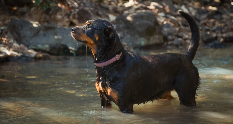 Why Swimming May Make Your Dog Smell Musty