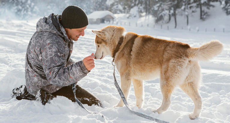 Why Your Dog Should Never Eat Snow