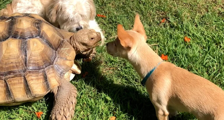 Turtle Gets a New Roommate: Her Reaction to the Puppy Leaves People Speechless