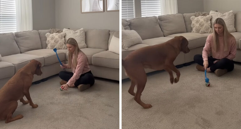 Woman Places Ball in Front of Dog – How the Pup Reacts Leaves Everyone in Awe