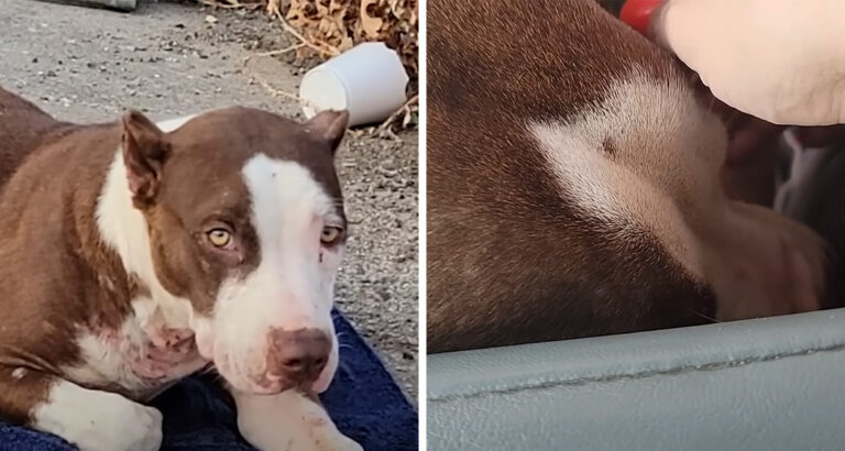 Animal Rescuer Finds Shy Pitbull in Abandoned Place – What Happens Next Is Heartwarming