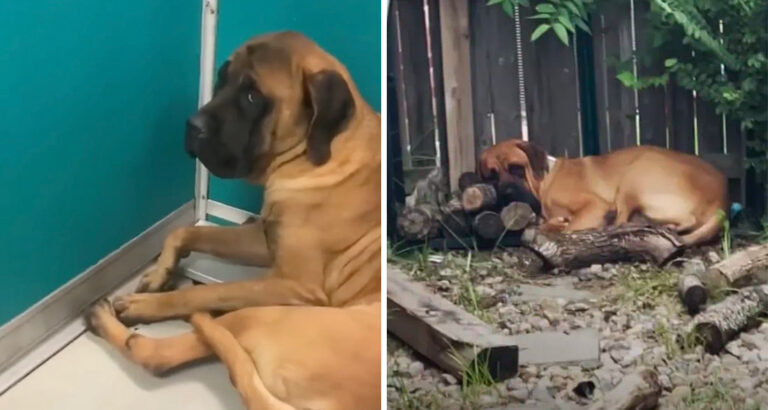 Woman Takes in Terrified Dog: How This Rescue Transforms Both Their Lives Brings Tears