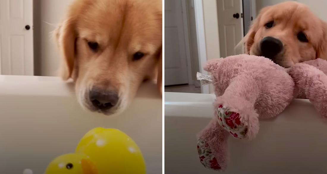 Woman Wants to Take a Relaxing Bath – What Her Golden Retriever Does Is Hilarious