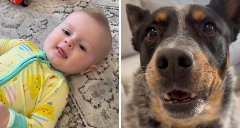 Woman wants to teach her baby to say “mama”: How her dog reacts is brilliant