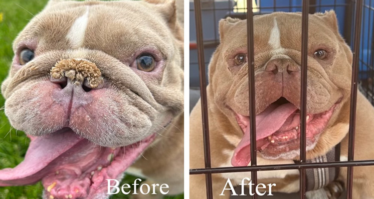 You Helped These Beautiful Dogs Heal From Their Infections And Poorly Cropped Ears