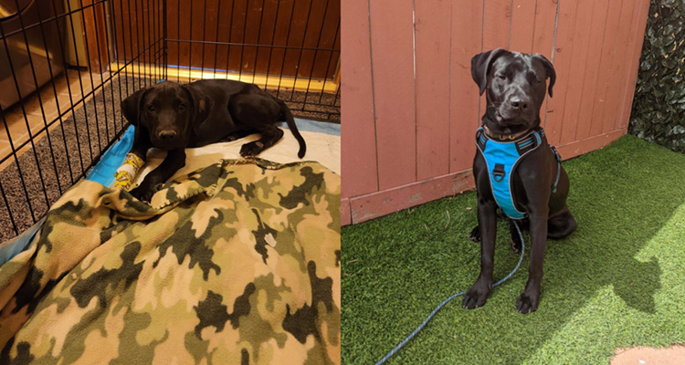 You Helped This Adorable Parvo Survivor Find A Life Of Luxury!