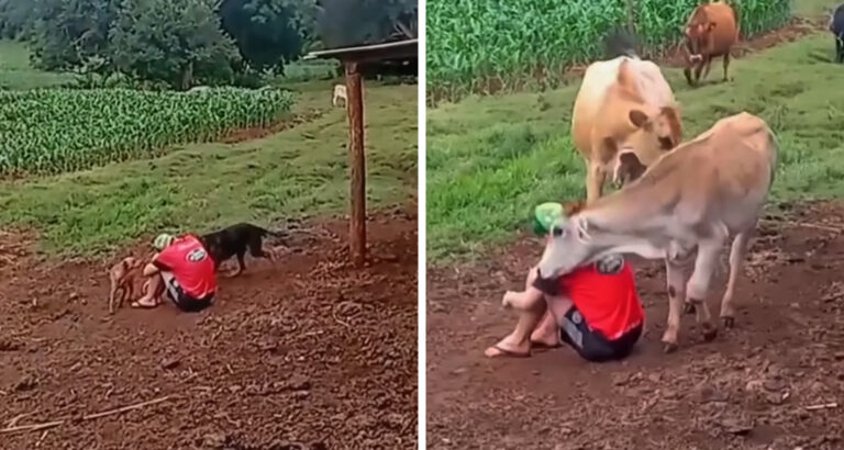 Farmer Sits Sad on the Ground – How His Animals React Touches Hearts