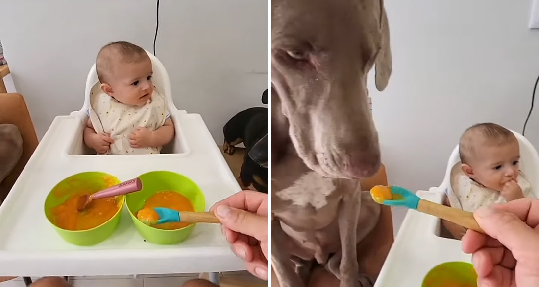 Baby is Supposed to Learn to Eat Purée from a Spoon – Family Dogs Show Him How in a Hilarious Way