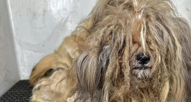 Completely neglected and locked up in a tiny crate: The suffering of this dog brings tears to the eyes