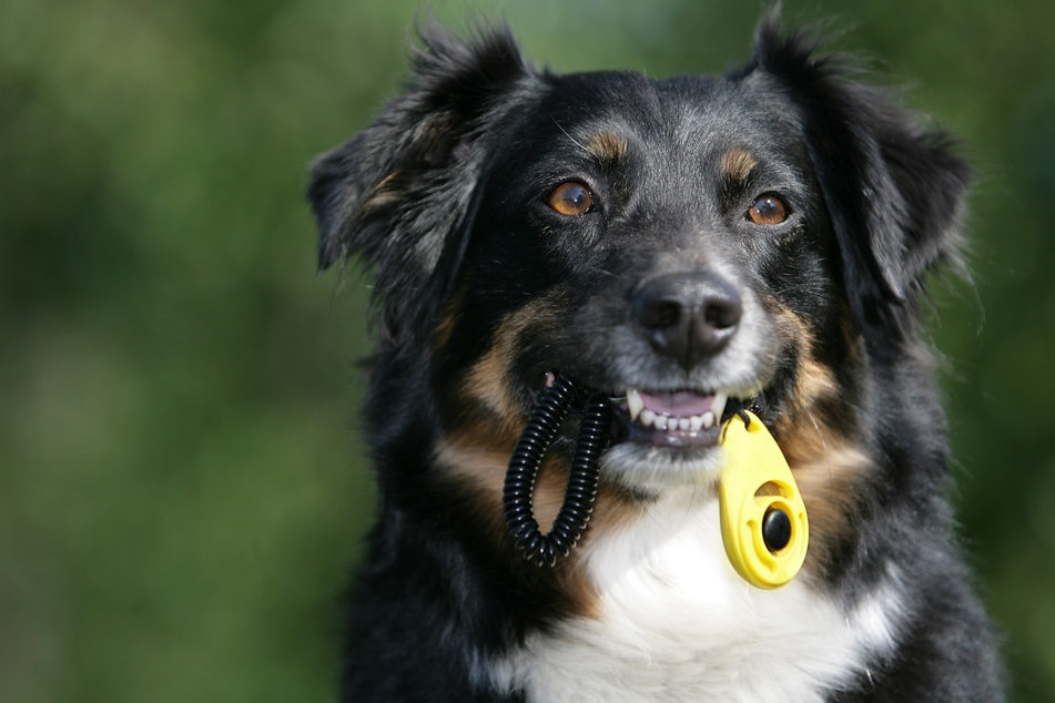 Clicker Training with Dogs