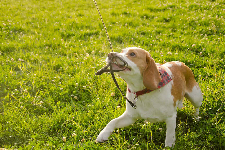 Dog bites leash