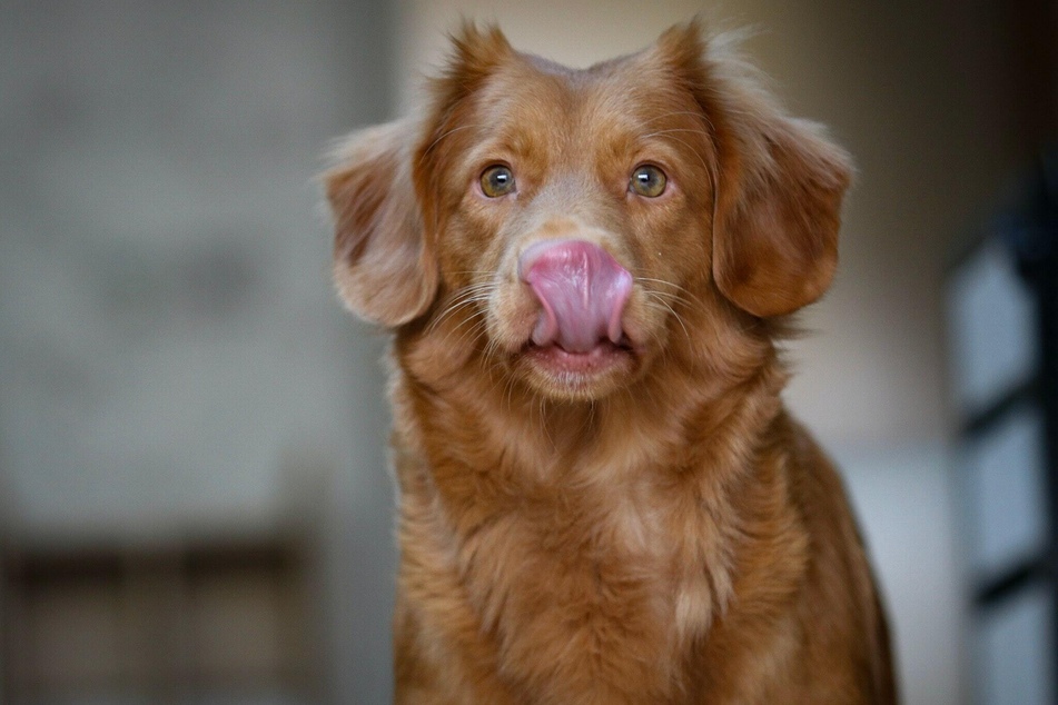 Dry Nose in Dogs