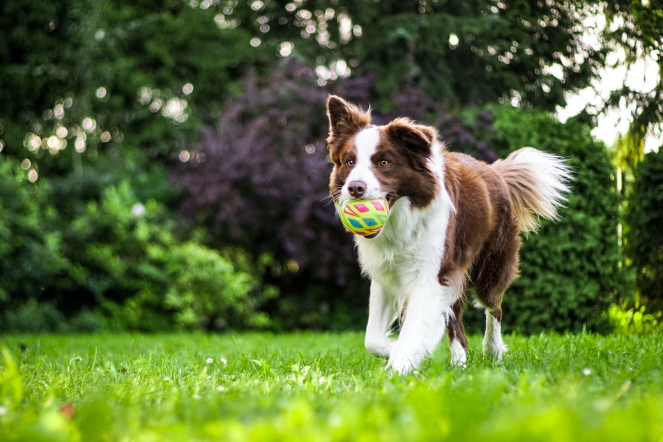 Foxtails in Dogs