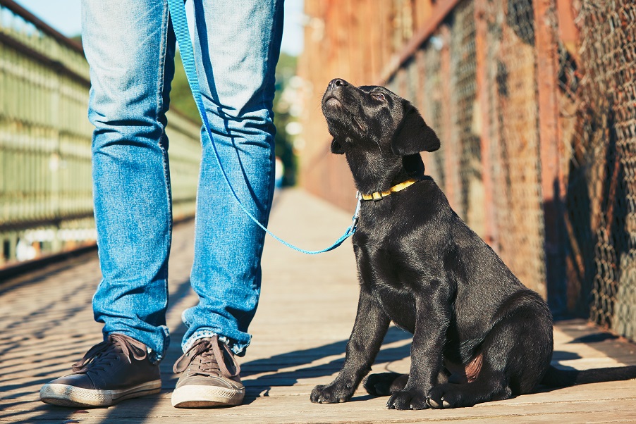 Basic Commands for Puppy