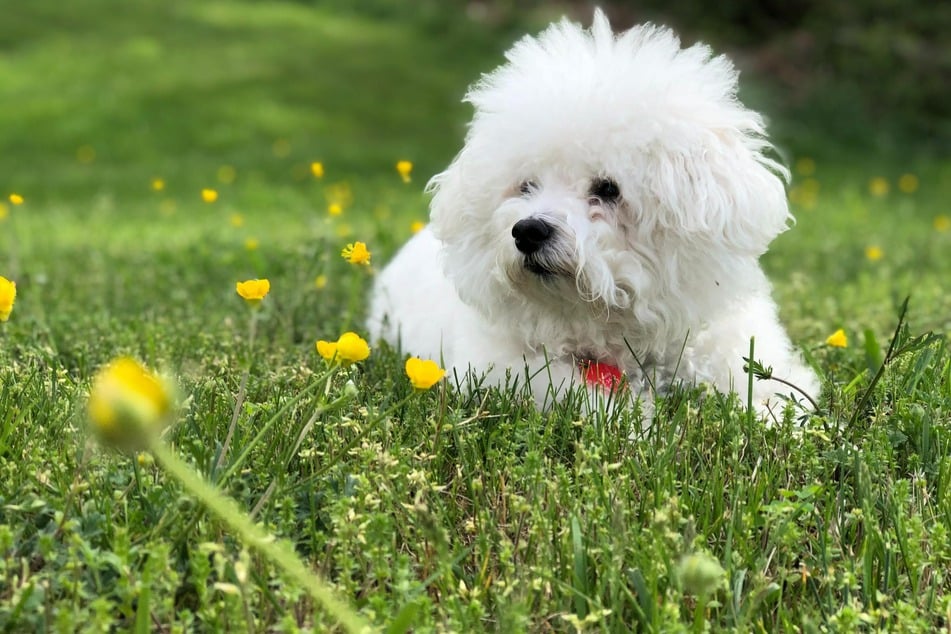 Dogs with Curls