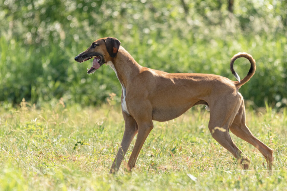 Rare Dog Breeds