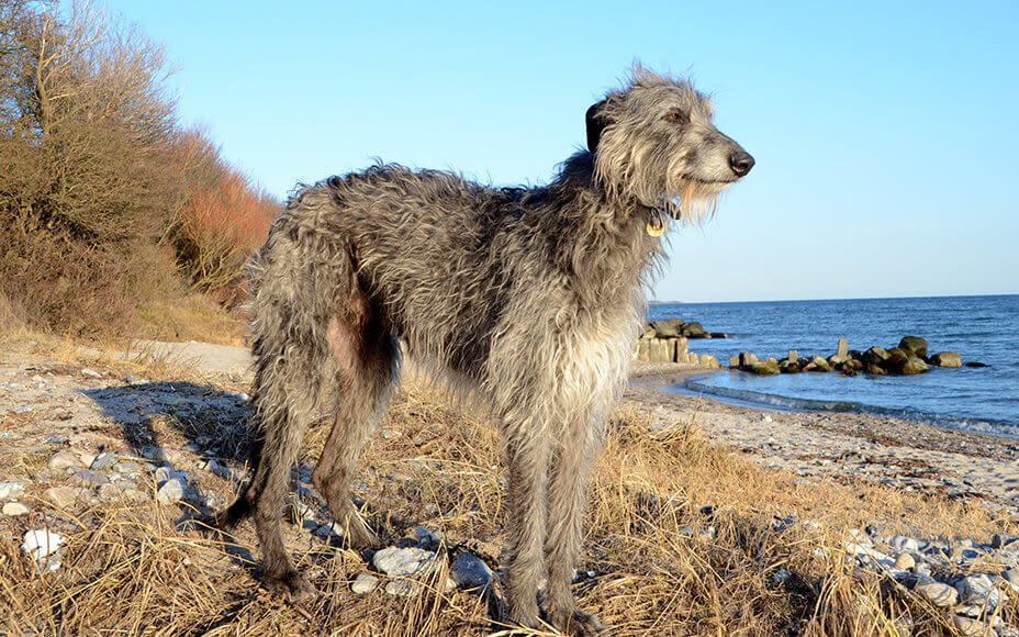 Largest Dog Breeds