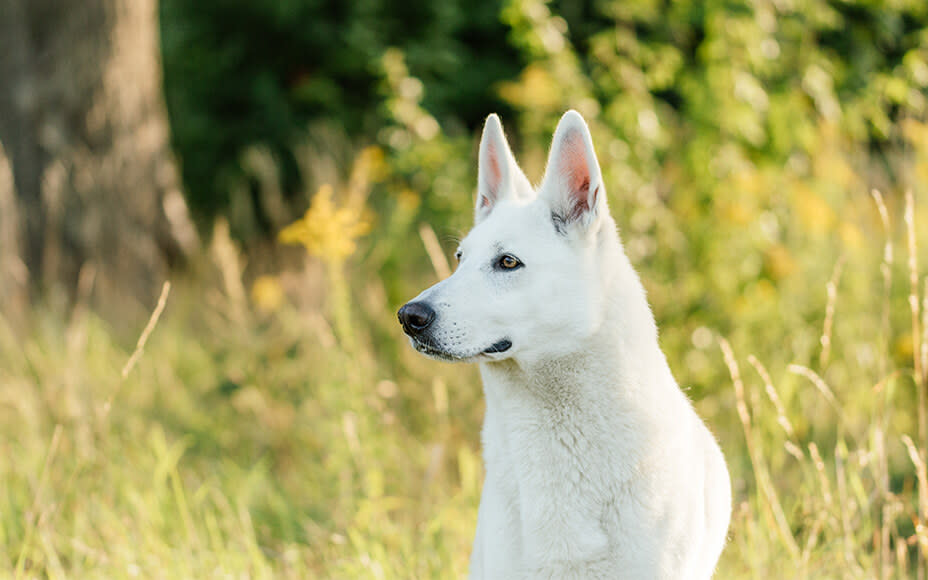 White Dog Breeds